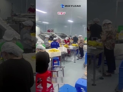 WG210 Máquina eléctrica de embalaje de bolsas prefabricada para frutas secas